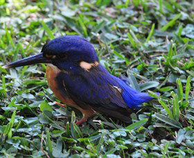 Mount Arthur Reserve - Lennox Head Accommodation 1