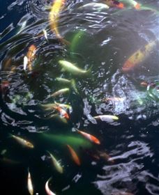 Wellington Osawano Japanese Gardens - Lennox Head Accommodation 4