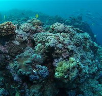 Manta Ray Drop Off Dive Site - Lennox Head Accommodation