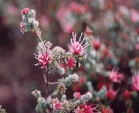 Burrendong Botanic Garden And Arboretum - Lennox Head Accommodation 1