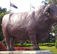 Rockhampton Bull Statues - Lennox Head Accommodation