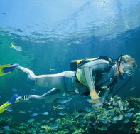 Seaflight Bommie Dive Site - Lennox Head Accommodation