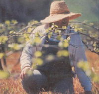 Canobolas Smith Winery - Lennox Head Accommodation