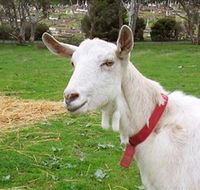 Dunkell Goats - Lennox Head Accommodation