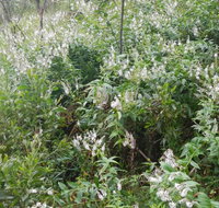 Snowgum walking track - Lennox Head Accommodation