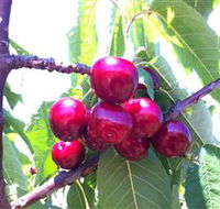 Ballinaclash Orchard and Cellar Door - Lennox Head Accommodation