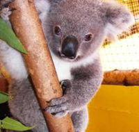 Cooberrie Park Wildlife Sanctuary - Lennox Head Accommodation