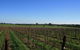 Beechworth Wine Estates - thumb 0
