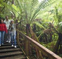 Otway Fly Treetop Adventures - Lennox Head Accommodation