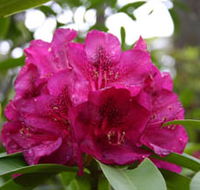 Campbell Rhododendron Gardens - Lennox Head Accommodation