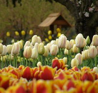 Tulip Top Gardens - Lennox Head Accommodation