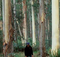 Blue Gum Forest - Lennox Head Accommodation