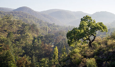 Mares Forest Creek Walking Track - Lennox Head Accommodation 3