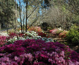 Wildwood Garden - Lennox Head Accommodation 2