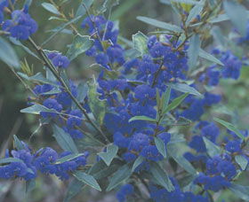 Kalamunda National Park - Lennox Head Accommodation 2