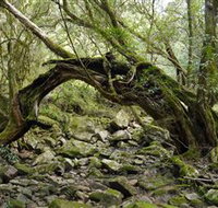 Mitchell River National Park - Lennox Head Accommodation