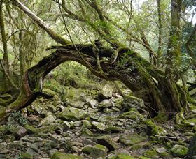 Mitchell River National Park - Lennox Head Accommodation 0