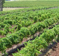 Pokolbin Brothers Wines Hunter Valley - Lennox Head Accommodation