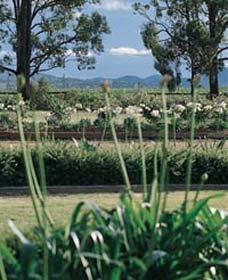 Vinden Estate Wines - Lennox Head Accommodation 1