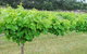 Tamburlaine Organic Wines - thumb 1