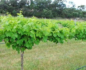 Tamburlaine Organic Wines - Lennox Head Accommodation 1