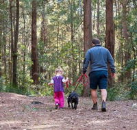 Olney State Forest - Watagan Mountains - Lennox Head Accommodation