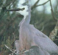 Jack Smith Lake State Game Reserve - Lennox Head Accommodation