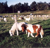 Trudgalong Farm - Lennox Head Accommodation
