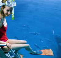 Roy Rufus Artificial Reef Dive Site - Lennox Head Accommodation
