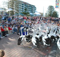 Pelican Feeding - Lennox Head Accommodation