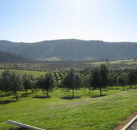 Hastings Valley Olives - Lennox Head Accommodation