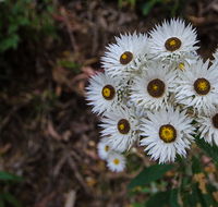 Hastings Forest Way touring route - Lennox Head Accommodation