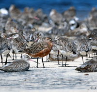 Cooloola Nature - Lennox Head Accommodation