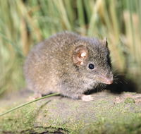 Munmorah State Conservation Area - Lennox Head Accommodation