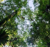 Botanic walk - Lennox Head Accommodation