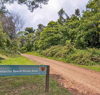 Antarctic Beech picnic area - Lennox Head Accommodation