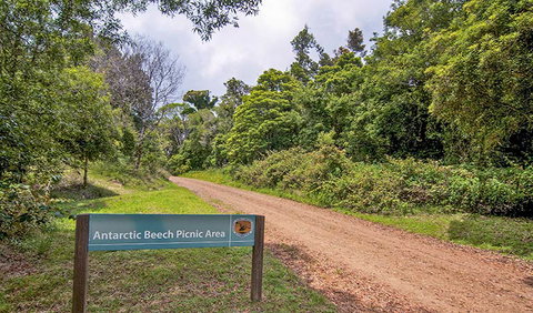 Antarctic Beech Picnic Area - Lennox Head Accommodation 0