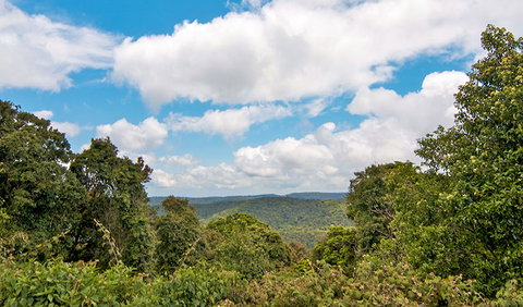 Antarctic Beech Picnic Area - Lennox Head Accommodation 2