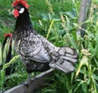 Merry Maidens Veggies - Lennox Head Accommodation