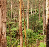 Cycle Mogo State Forest - Lennox Head Accommodation