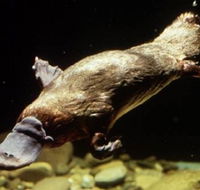 Platypus Pool - Lennox Head Accommodation
