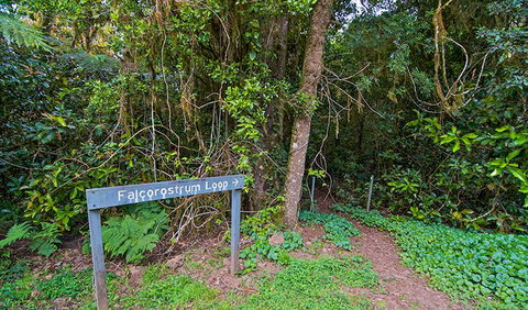 Falcorostrum Loop Walking Track - Lennox Head Accommodation 0