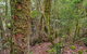 Falcorostrum Loop Walking Track - thumb 2