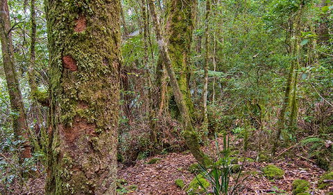 Falcorostrum Loop Walking Track - Lennox Head Accommodation 2