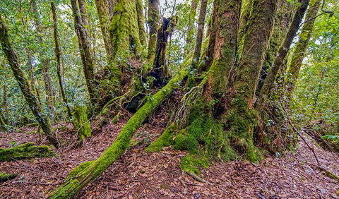 Falcorostrum Loop Walking Track - Lennox Head Accommodation 3