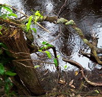 Mogo Bushwalk - Lennox Head Accommodation