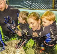 Irukandji Shark and Ray Encounters - Lennox Head Accommodation