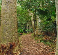 Depot Beach Rainforest walk - Lennox Head Accommodation