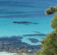 Jervis Bay Marine Park - Lennox Head Accommodation