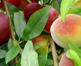 Allgomera ACT Lennox Head Accommodation